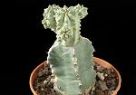 Euphorbia mosaica H.Cm 4 D. 6 € 37,00